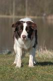 BORDER COLLIE 1464